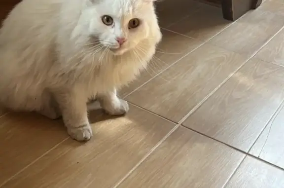 Пропала сибирская кошка в Кемеровской области