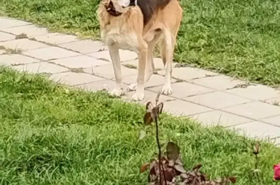 Собака Русская гончая найдена на Пятницком шоссе, Брёхово