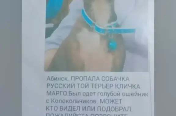 Пропала собака Маргоша, ул. Рубина, 126, Усть-Лабинск