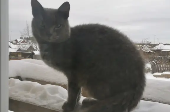 Найдена кошка на ул. Свердлова, 2Г, Сысерть