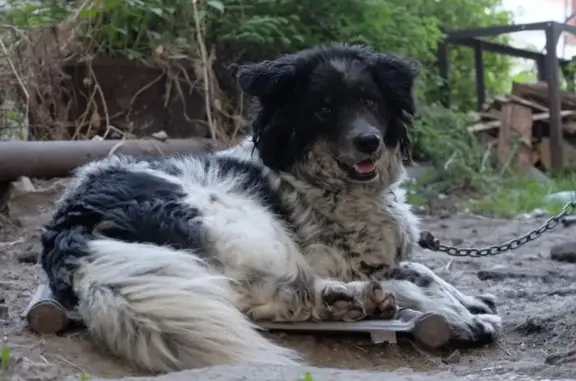 Пропала собака в Новосибирске, 1-й Калужский переулок