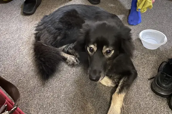 Найдена собака, Санкт-Петербург, фото: Найдена собака: ул. Композиторов, 12, СПб