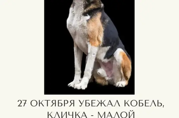 Пропала собака в Раменском районе МО: Кобель, метис эстонской гончей, Восточная улица