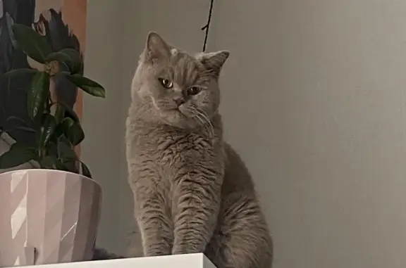 Кошки потеряшки, , фото: Потеряшка серая британская кошка на Олимпийской улице, 30