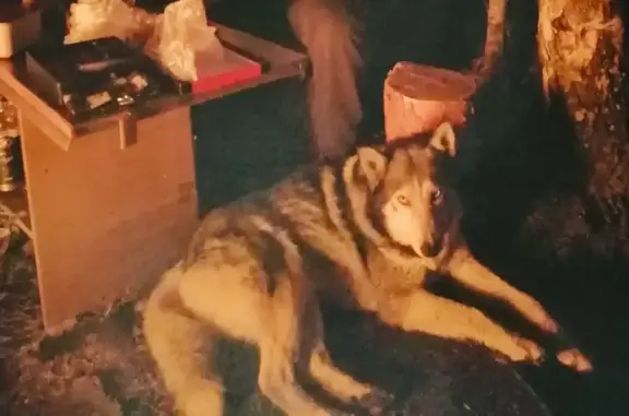 Собаки потеряшки, Нижний Новгород, фото: Потеряшка собака, Майская улица, 32