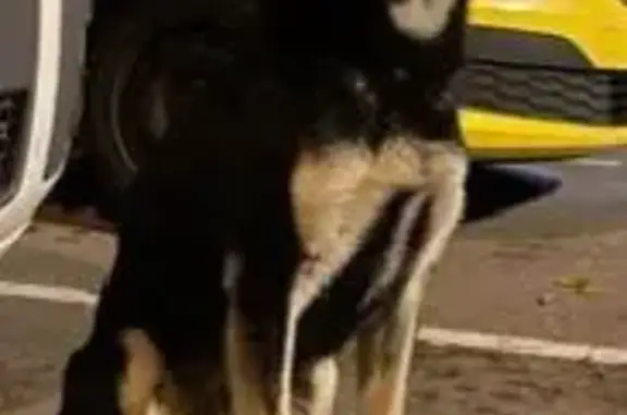 Найдена собака в беде: адрес - ул. Металлургов, Москва