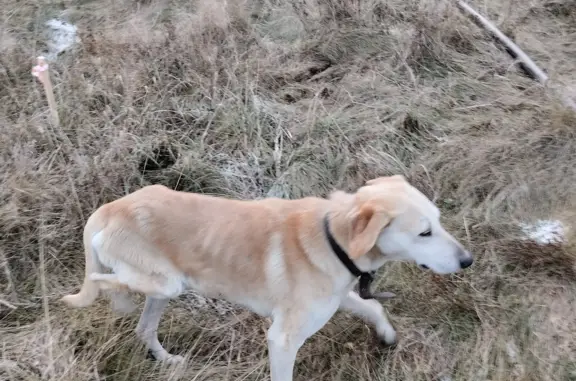 Собака Русская гончая найдена на стройке