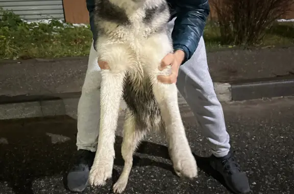 Найдена дружелюбная собака Хаски на Рязанской улице, Тула