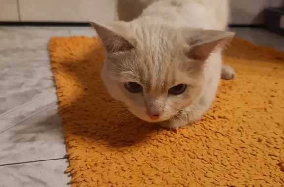 Пропал кот Беляш, бело-бежевый, голубые глаза. Озёрный, Новосибирская обл. Вознаграждение.