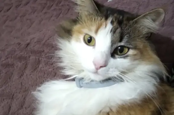 Пропала кошка Киса на Лазурной, Владивосток