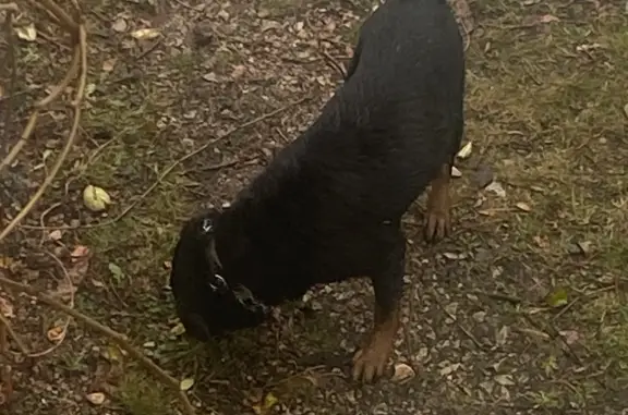 Найдена собака: ротвейлер, хвост купирован, Тульская область