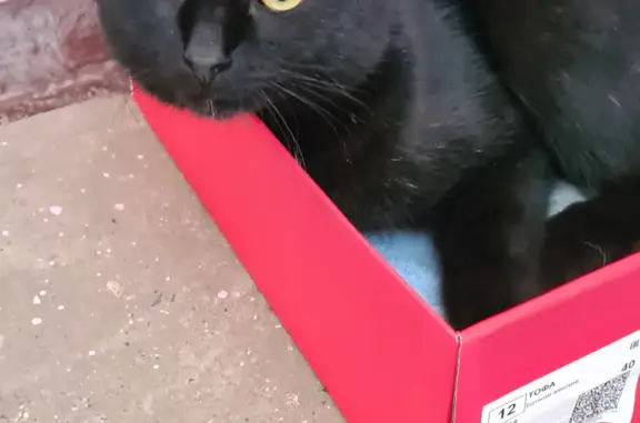 Кошка Чёрный кот найдена на ул. Ленина, 101, Кострома