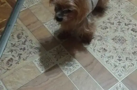 Найдена собака, Санкт-Петербург, фото: Найдена йоркшерская терьерка на ул. Седова, СПб