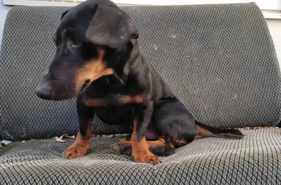 Собака Такса найдена в Галерейном переулке, Феодосия