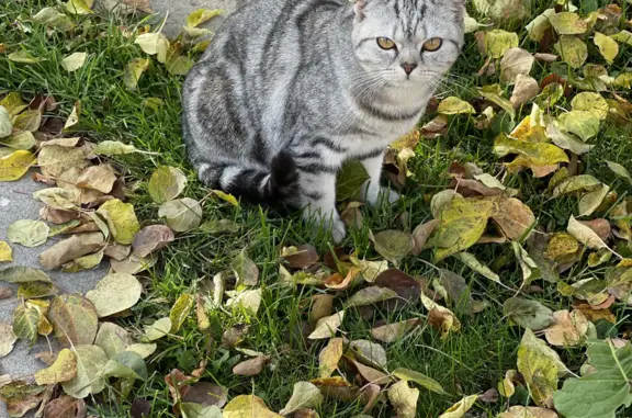 Пропала кошка Девочка, Кубовинский сельсовет, Новосибирская область