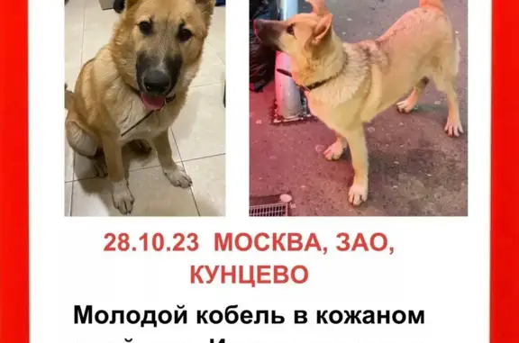 Найдена собака: Молодой кобель, ул. Маршала Тимошенко, Москва
