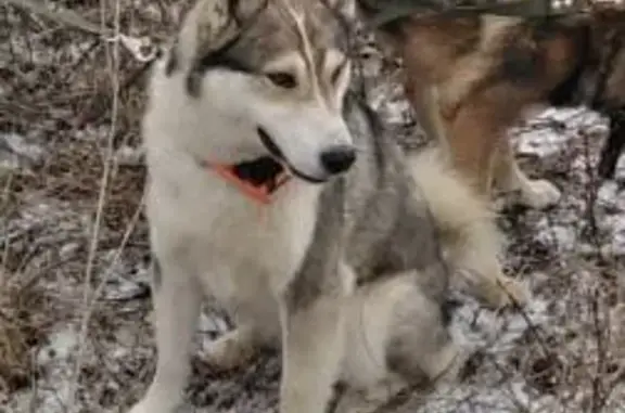 Пропала собака Лайка в д. Глазово, Московская область