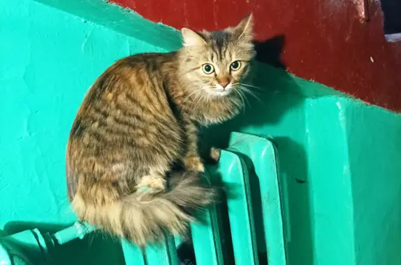 Найдена кошка на Союзной улице, 63, Курск