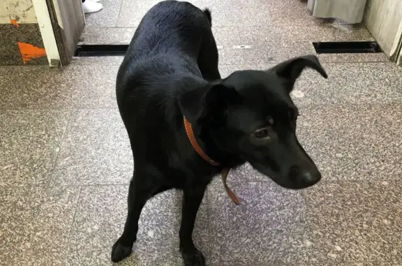 Собака найдена на Павелецком вокзале, Москва