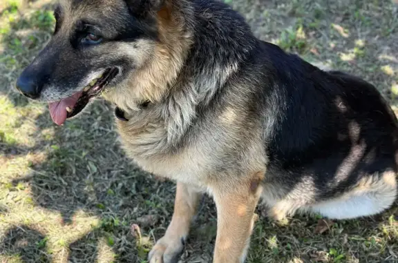 Пропала собака Бой, 10 лет, немецкая овчарка, Стрелецкое