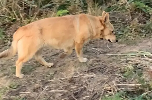 Собака найдена на мысе Тобизина, Приморский край