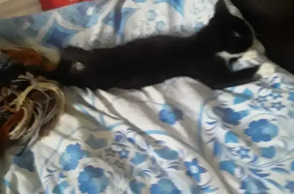 Пропала кошка Барсик, Черный с белым, Томилино, Московская область