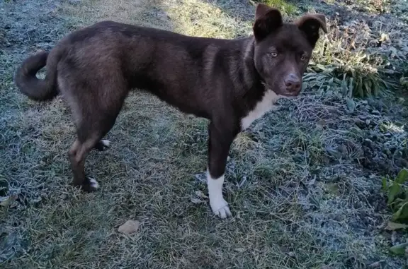Найден каштановый щенок в Новосибирской области