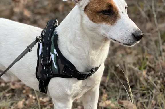 Пропала собака Пес Джек Рассел, белый с рыжими пятнами, Крым