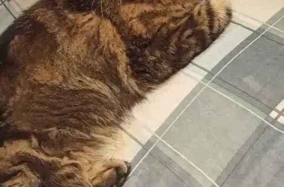 Потерянные животные Москва, фото: Пропала кошка, Порода- мейкун, МКАД, 44-й км, Москва