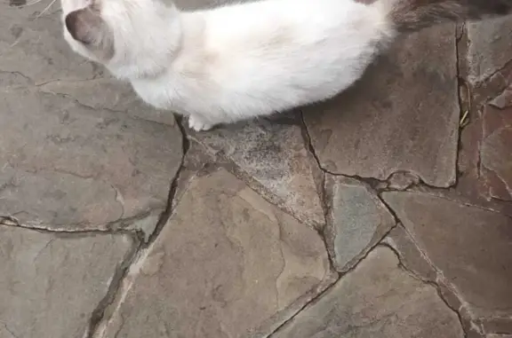 Кошка с ошейником на ул. Победы, Поворино