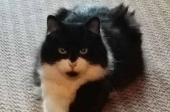 Кошки потеряшки, Санкт-Петербург, фото: Потеряшка кот Мишка возле дома на пр-т Славы, СПб