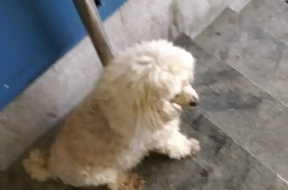 Собаки потеряшки, Санкт-Петербург, фото: Потеряшка собака у ТК Меркурий, СПб