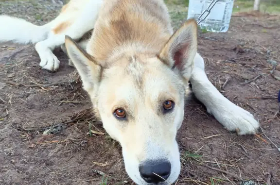 Собаки потеряшки, Санкт-Петербург, фото: Потеряшка собака, Метис хаски, Санкт-Петербург