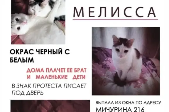 Пропала белая кошка Мелисса, ул. Мичурина 216А, Екатеринбург