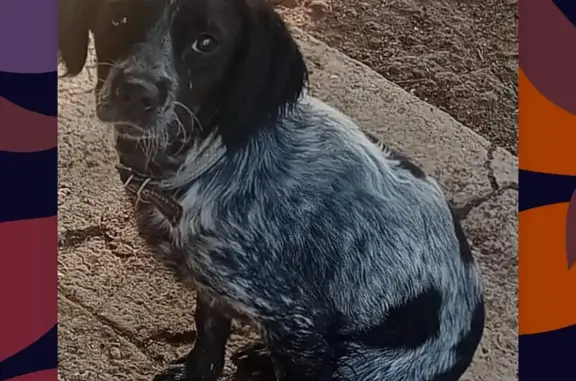 Пропала собака без хвоста в Ильичёвском сельском поселении
