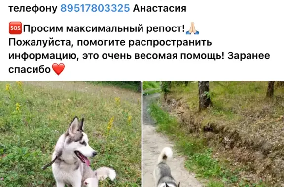 Пропала собака хаски на 1-й Демидовской ул., Златоуст