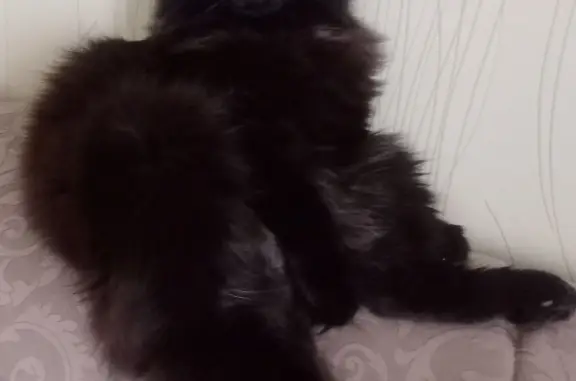 Пропала кошка: Чёрный кот, белые пятнышки, ошейник. К/сад ''Ивушка'', Свердловская обл.