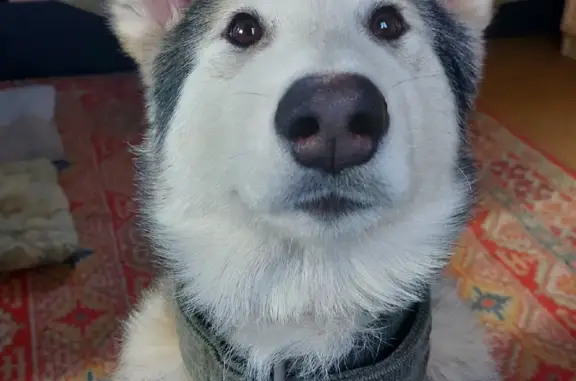 Пропала собака Аляскинский маламут в п. Падь Мельничная