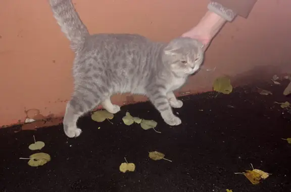 Найдена породистая кошка на Кирпичной улице, 12, Москва
