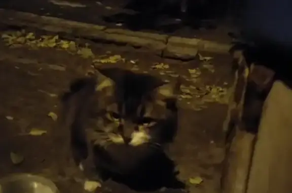 Найдена кошка: ул. Гейне, 15, Волгоград