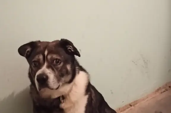 Найденные животные Санкт-Петербург, фото: Найдена собака Кобель, проспект Косыгина, СПб