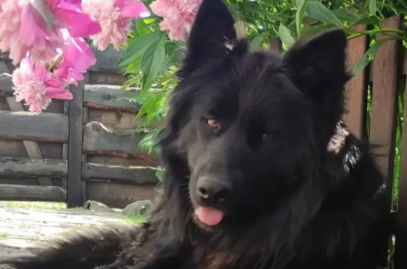 Пропала собака в Ишимбае: Черный крупный кобель 80Н-025