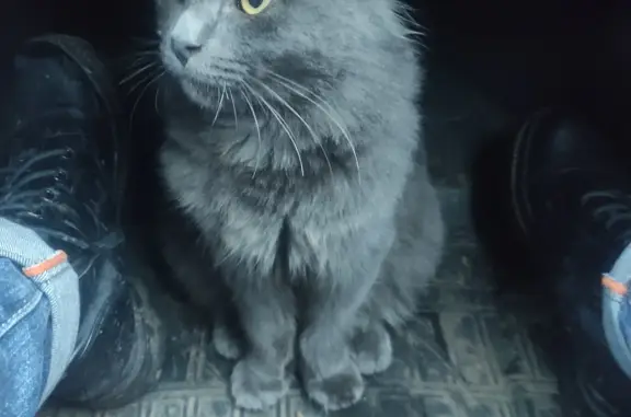 Найден молодой котик на Маратовской улице, 2, Тамбов