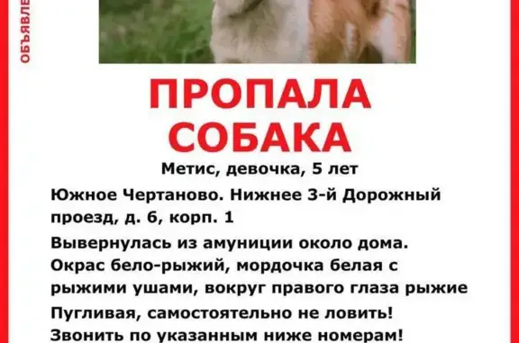 Пропала собака Раакель. Связаться по телефону. Москва.