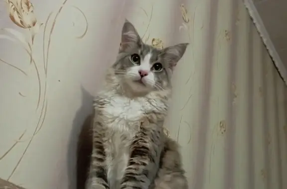 Пропала кошка Кот, Верхняя Синячиха, Свердловская область