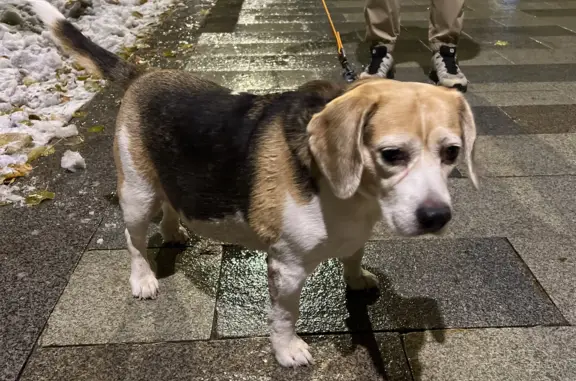 Собака Бигль найдена на Ленинградском шоссе, Москва