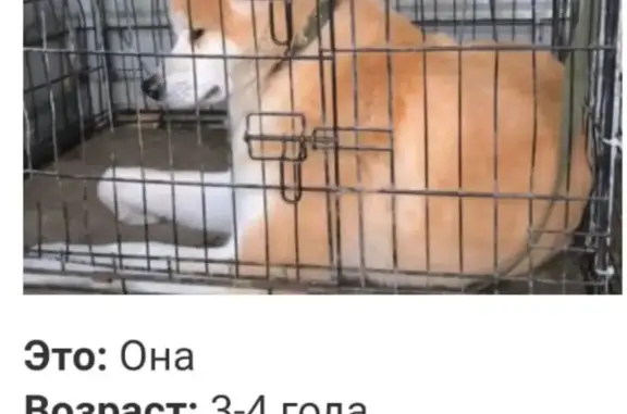 Собака найдена в зооцентре в Казани