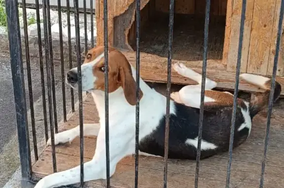 Собаки потеряшки, , фото: Потеряшка собака на охоте в Новоуколовском поселении