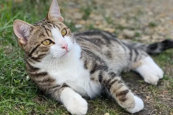 Пропала кошка на ул. Парижской Коммуны, 66А, Пенза