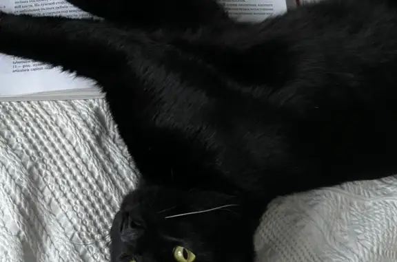Найдена кошка: черный кот, ул. Маршала Жукова, 4, Калининград